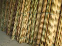 Trúc nguyên liệu - Cao Bằng Bamboo - Công Ty CP Xây Dựng Và Chế Biến Trúc Tre Xuất Khẩu Cao Bằng